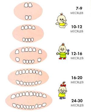 ฟันจะเรียงลำดับอย่างไร?