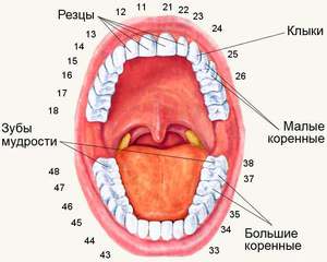 การคำนวณจำนวนฟัน